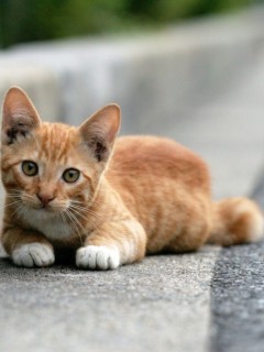 Маленький рыжий котенок с белыми лапками лежит и смотрит прямо на вас